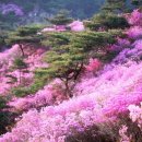 봄의정원