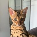 구로종합동물병원 이미지