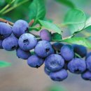 김옥기농장 이미지