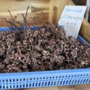 조광상사 이미지