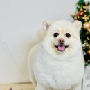 엘로이펫(L.ROYpet) 이미지