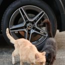 나눔동물병원 | [의료나눔] 핑이와 펑이를 함께 살릴 수 있었어요.