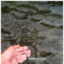 솜반내(솜반천) 이미지