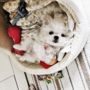 베이비몽 강아지분양 인천청라점 이미지