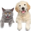 동탄중앙동물병원 이미지