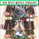 여성 생식기 슬라이스 단면도 이미지