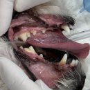 마곡M동물의료센터 이미지