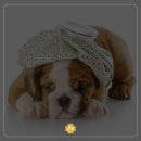 녹양돌봄동물병원 이미지