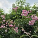 배롱나무집 이미지