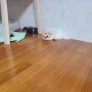 멋내는 강아지 | 우리집 강아지 소개, 꼬똥 드 툴레아, 하동출신, 꼬똥 드 툴레아 털, 미용, 성격까지...
