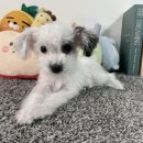 러빙펫 강아지분양 배곧본점 | 시흥강아지분양 러블리펫 사랑스러워