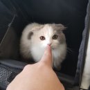 금천종합동물병원 네이버블로그