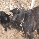 아기염소 이미지