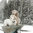 고마워, 강아지 이미지