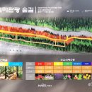 중앙로 메타세콰이아길 이미지