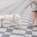 산책하는 강아지 이미지