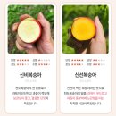 승주농장 | 승주농장 복숭아 새콤달콤한 썬프레 복숭아 추천