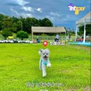 익산애견테마파크 이미지