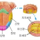 미각 - 남녀의 차이 이미지