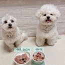 금여 | 강아지자연식추천 ㅣ 봄봄 자연식 체험팩 솔직 급여 후기