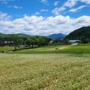 봉평메밀 허생원메밀국수 이미지