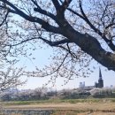 번암리 조천 연꽃공원2 이미지