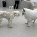 하울팟 케어클럽(분당서현점) 이미지