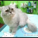 이브애견샵 이미지