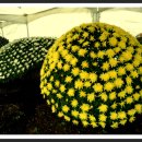 국화축제장 입구 이미지