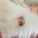 야이노마 이미지