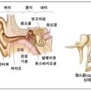 (김무현 창조과학칼럼) 44. 파동과 신묘막측한 귀 이미지