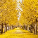 은행나무 이미지