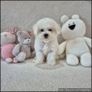 내가품은Dog