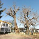 면천초등학교 이미지