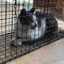 삼척시동물보호센터 동물병원 이미지