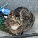 문막시장 | [원주, 맛집] 문막 전통시장 문막일호집