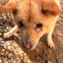 우주자원 | 유기견 보호소 양주쉼터 두번째 자원봉사 후기 🐾