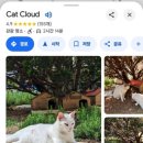 길냥이와 함께하는 이미지