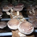 송화농장2 이미지