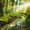 자연의 소리 이미지