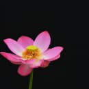 삼락천 Daum카페