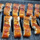 풍천애장어 이미지