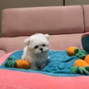 대구강아지분양 럽댕 이미지