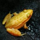 황금개구리 이미지