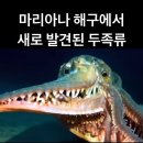 마리아나 해구서 발견된 물고기; 이미지