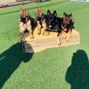 필애견훈련학교(특수목적견교육센터) | [김포애견훈련소] 메이저애견훈련학교 탐지견훈련(특수목적견) 교육 후기