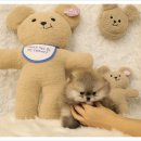 플랜멍 강아지분양 대구본점 이미지