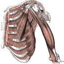 소흉근(pectoralis minor) 이미지