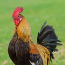 재은목장 이미지