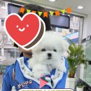 야옹아 멍멍해봐 계림점 이미지